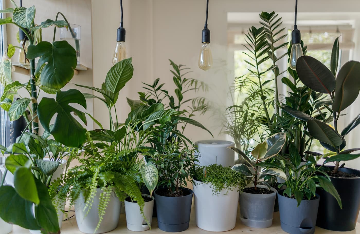 Rows of potted plants under pendant lights